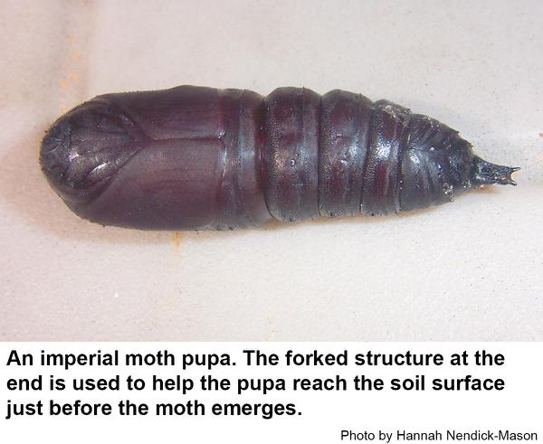 Imperial moth pupa